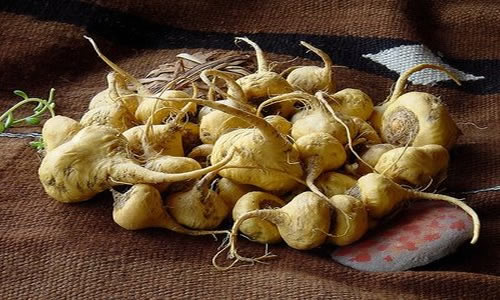 Maca plantas medicinales