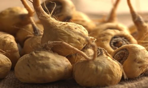 Maca plantas medicinales