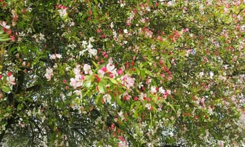fotos Manzano flores